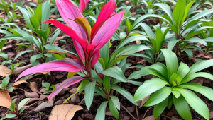 激石pepperstone官网如何联系中文客服？